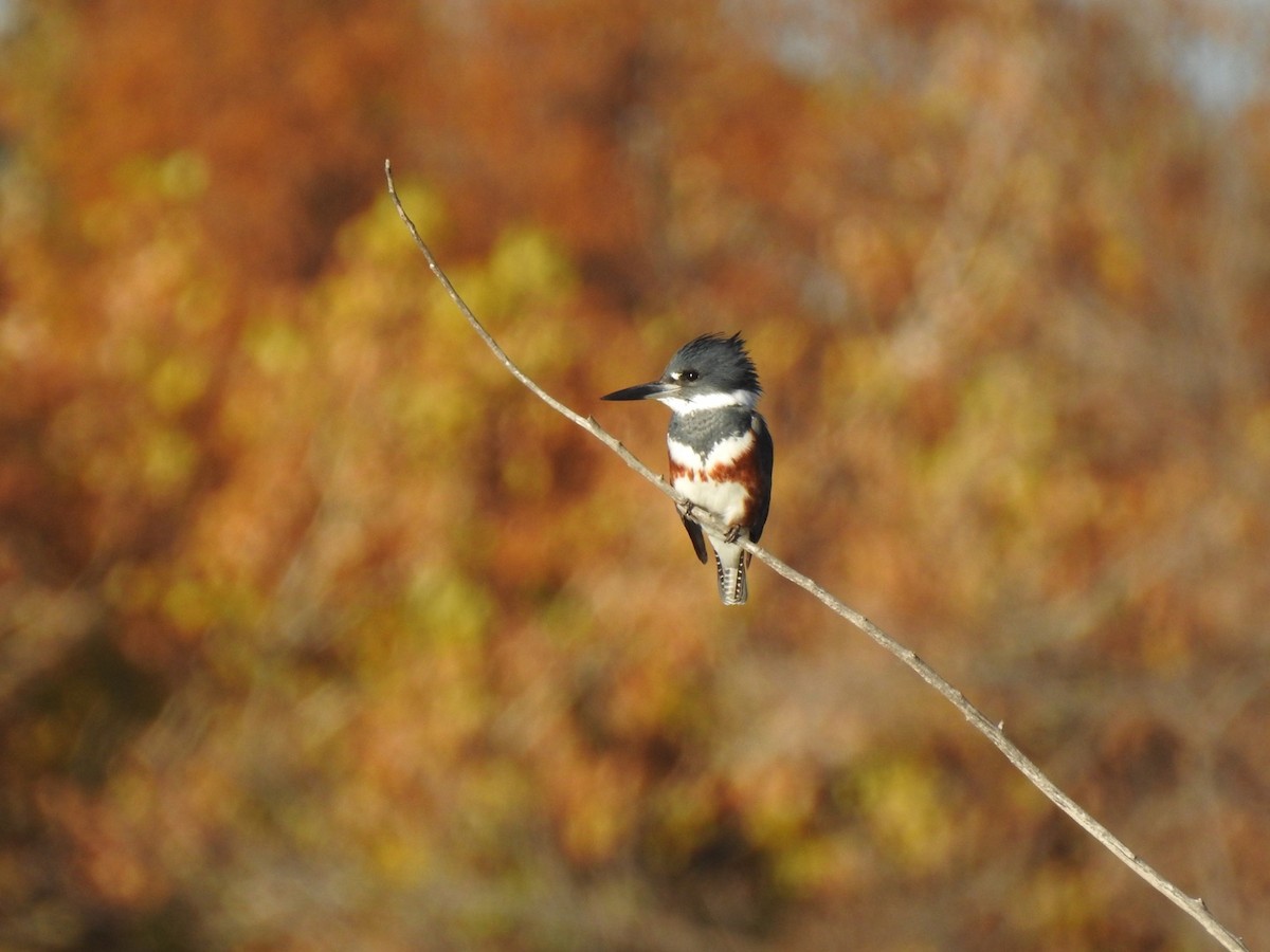 Belted Kingfisher - ML499947881