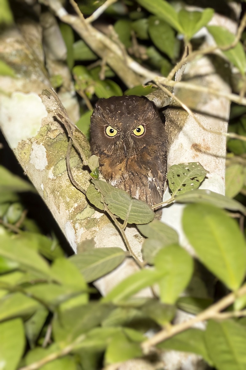 Madagascar Scops-Owl (Rainforest) - ML499948681