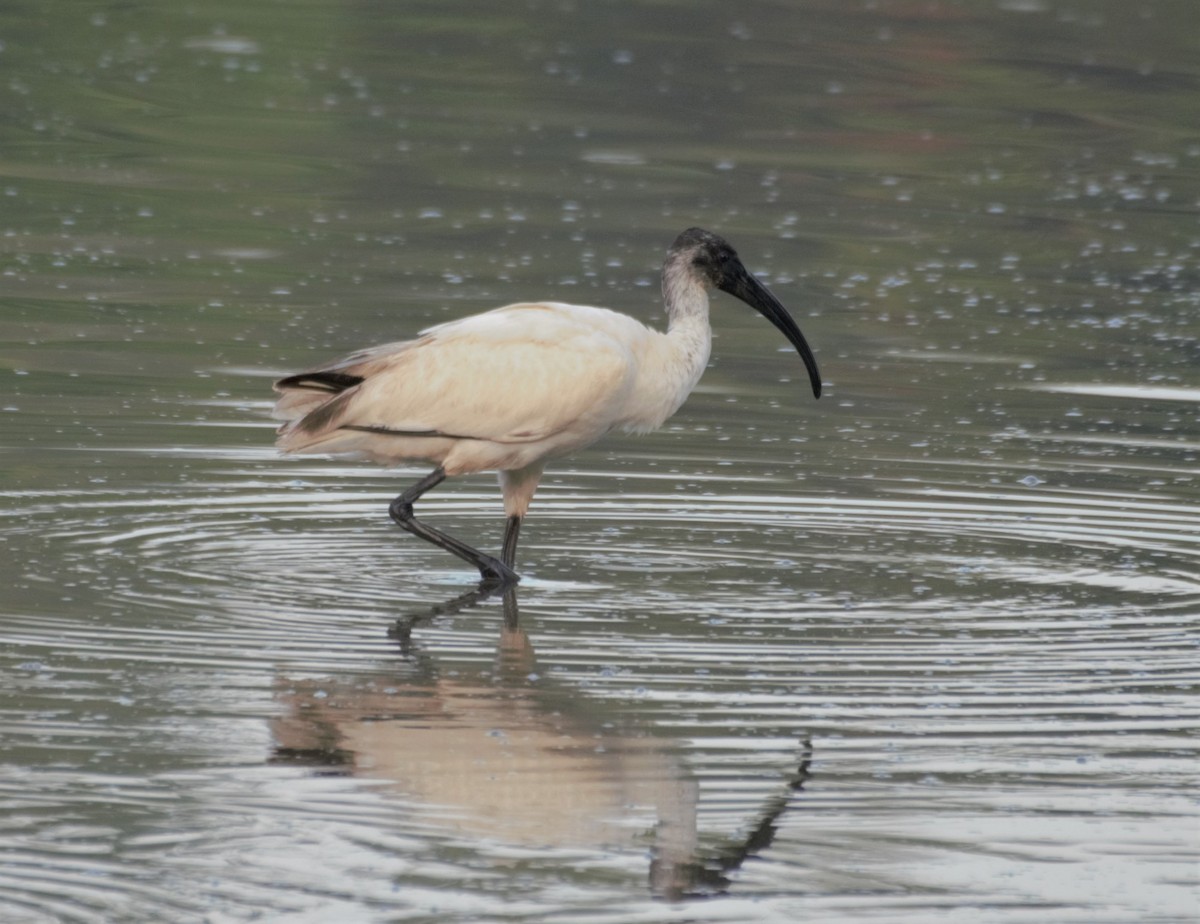 ibis černohlavý - ML499948761