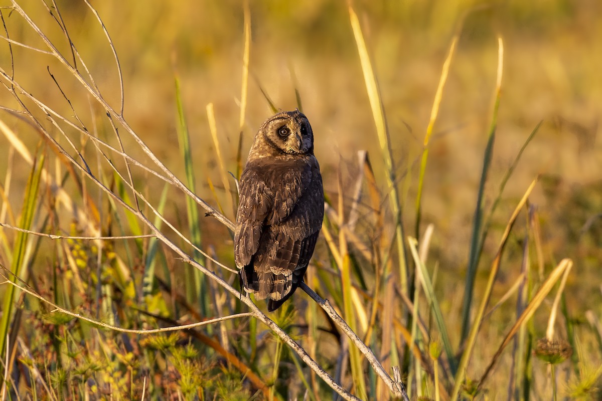 Marsh Owl - ML499948881