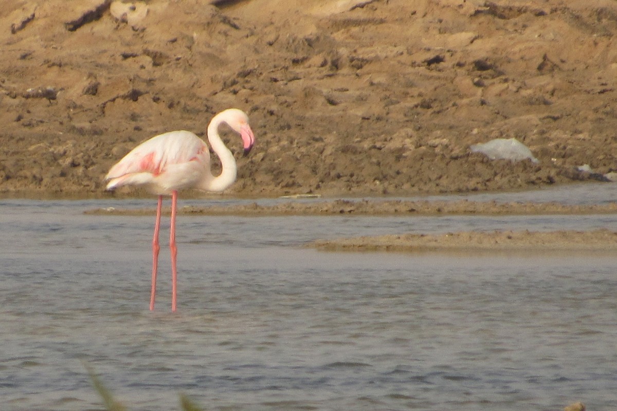 Greater Flamingo - Paulo Alves