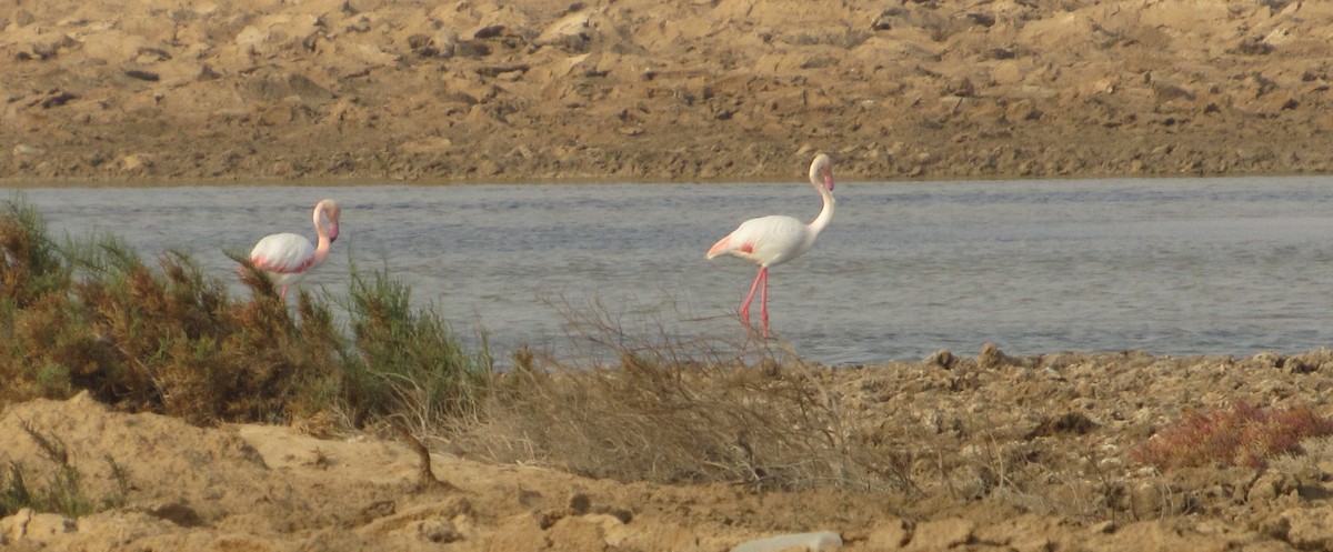Greater Flamingo - ML49995181