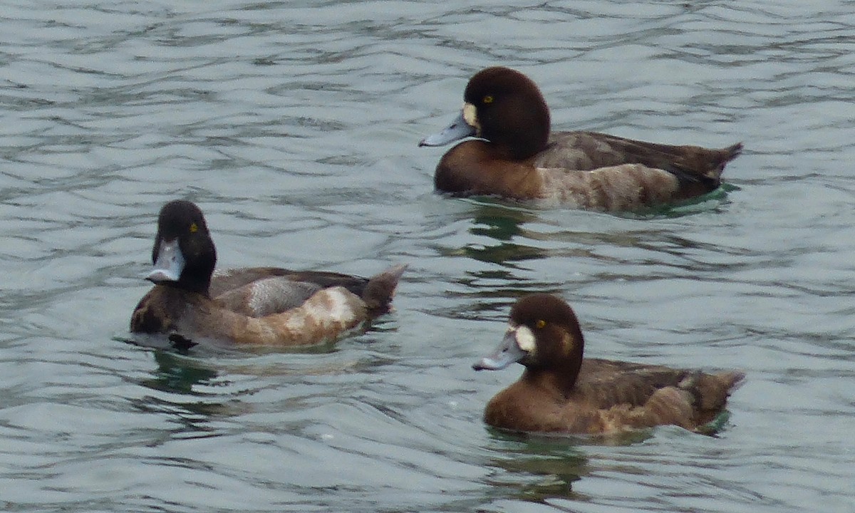Greater Scaup - Deb Holland