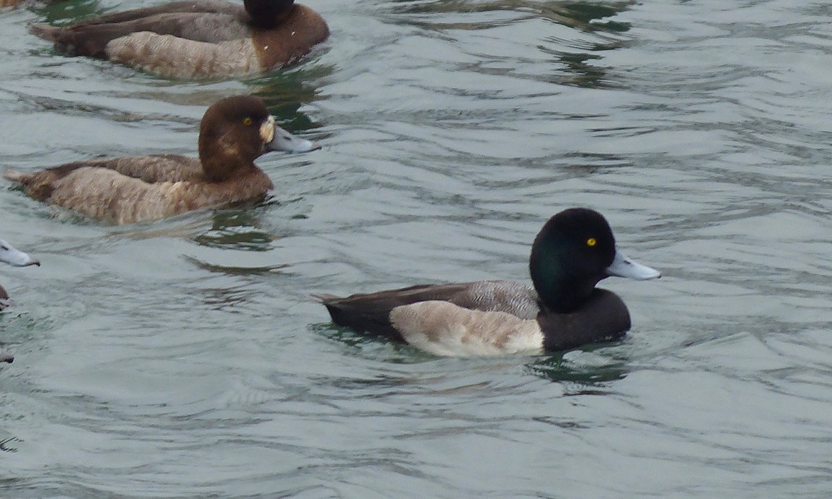 Greater Scaup - Deb Holland