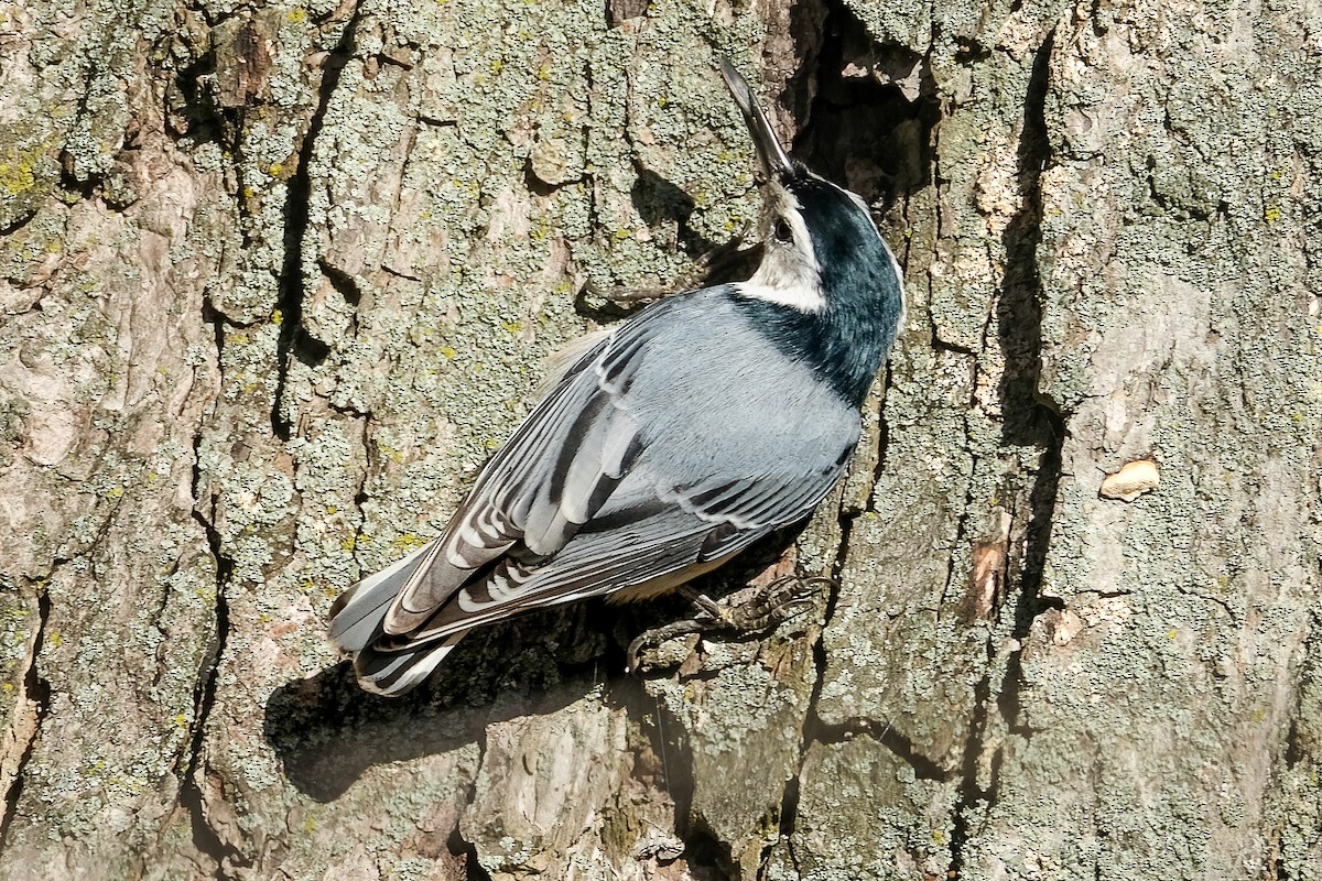 White-breasted Nuthatch - ML499952521