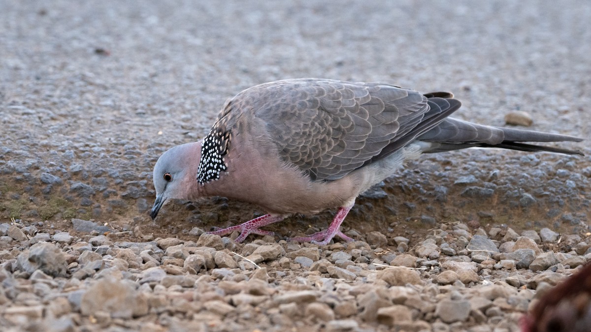 Spotted Dove - Mathurin Malby