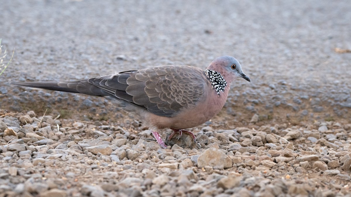 Spotted Dove - ML499953341
