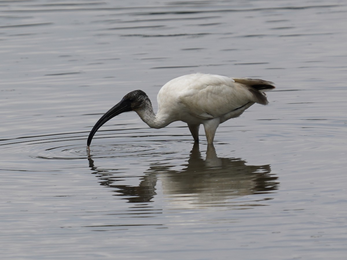 ibis černohlavý - ML499957121