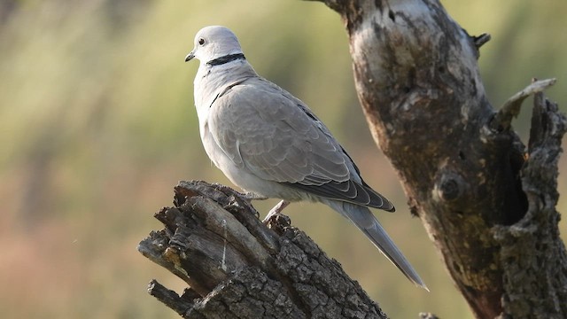 Eurasian Collared-Dove - ML499958471