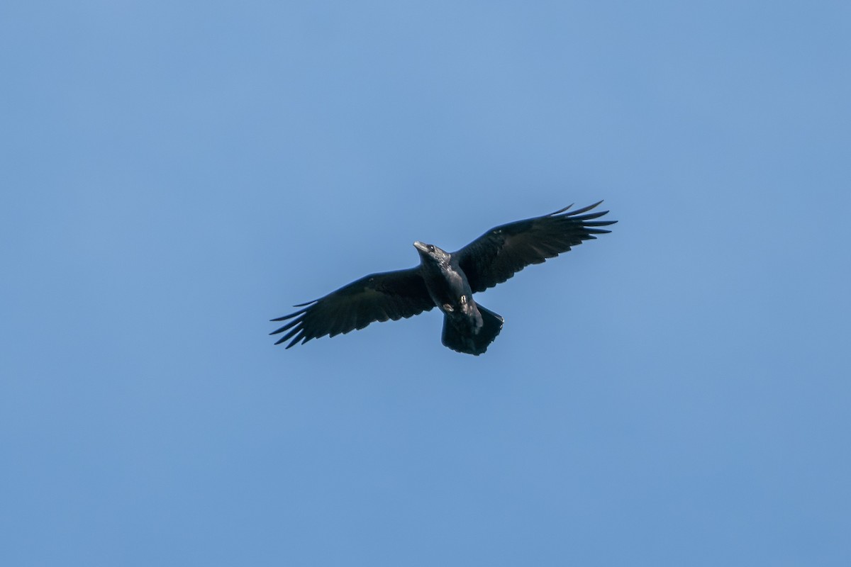 Common Raven - ML499959101