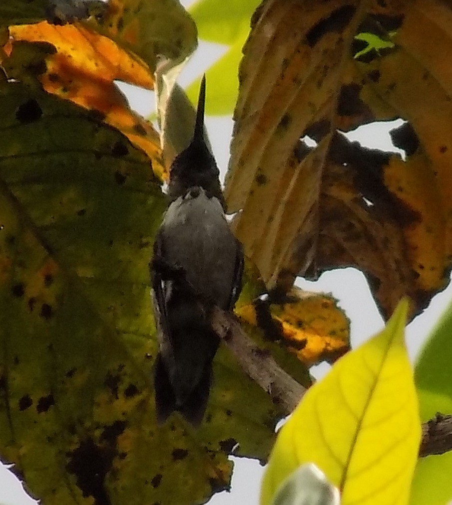 Ruby-throated Hummingbird - Basilio Mes / Belize Bird Guide