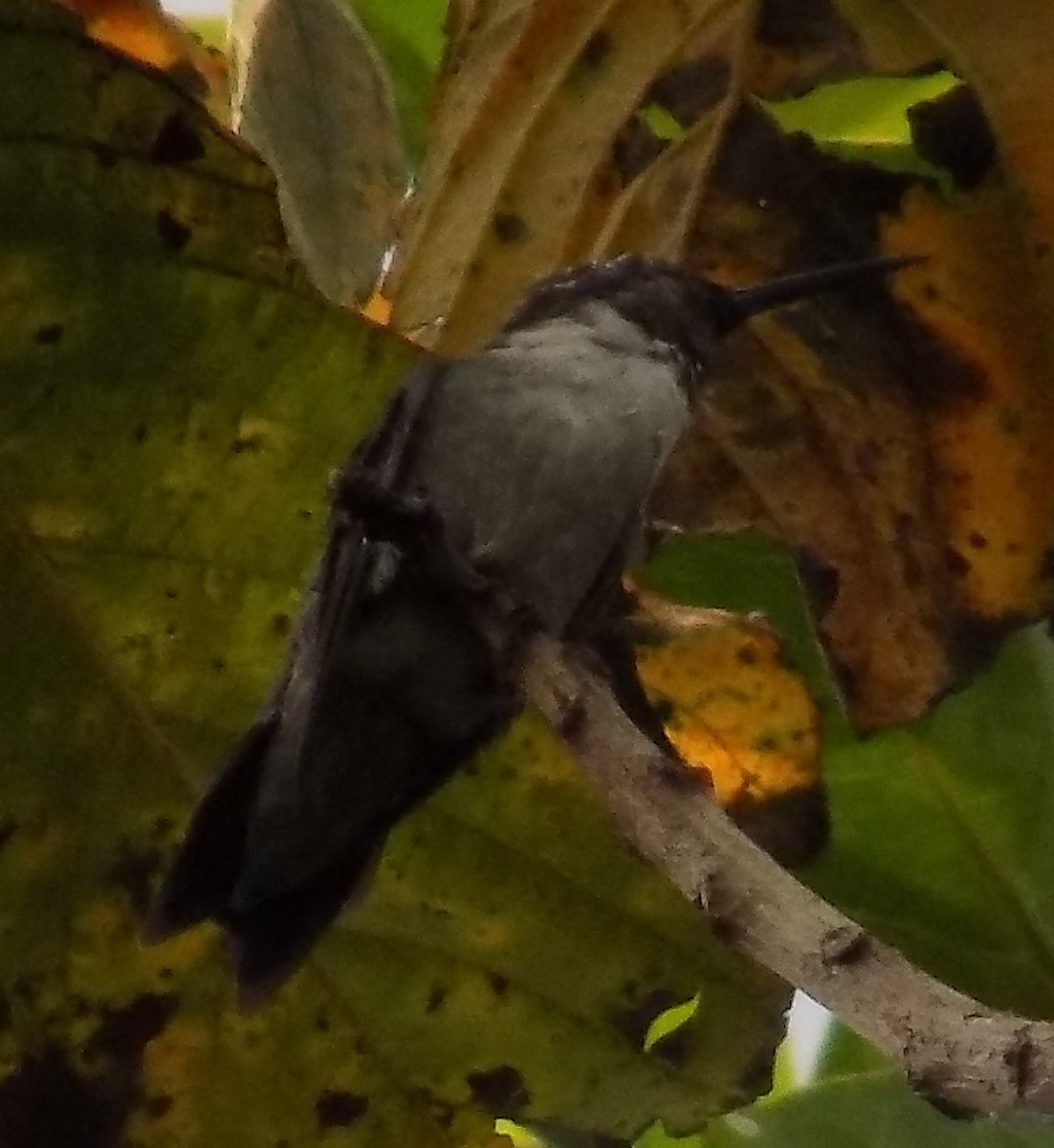 Ruby-throated Hummingbird - ML49995971