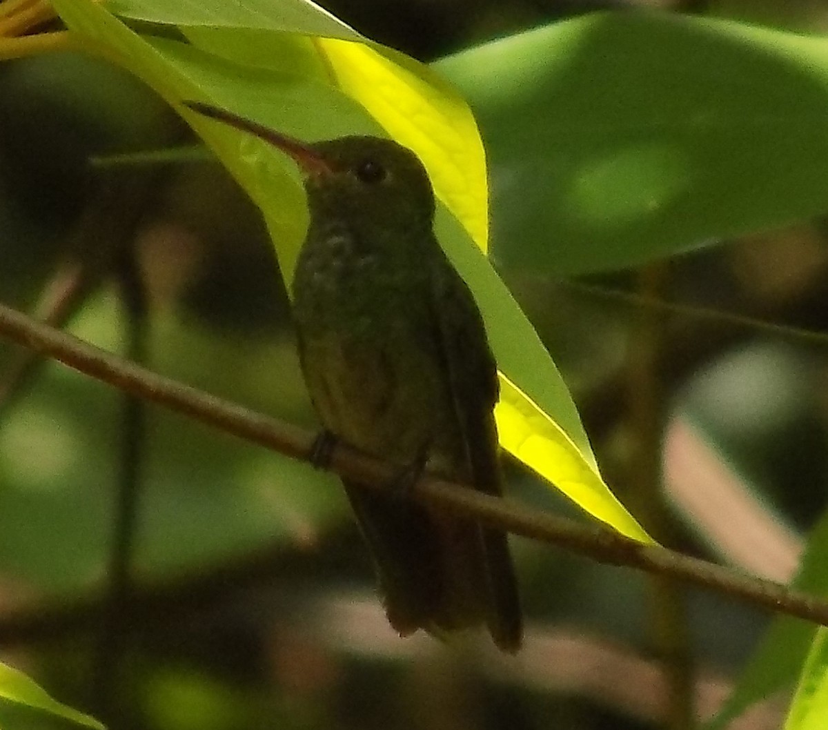 Rufous-tailed Hummingbird - Basilio Mes / Belize Bird Guide