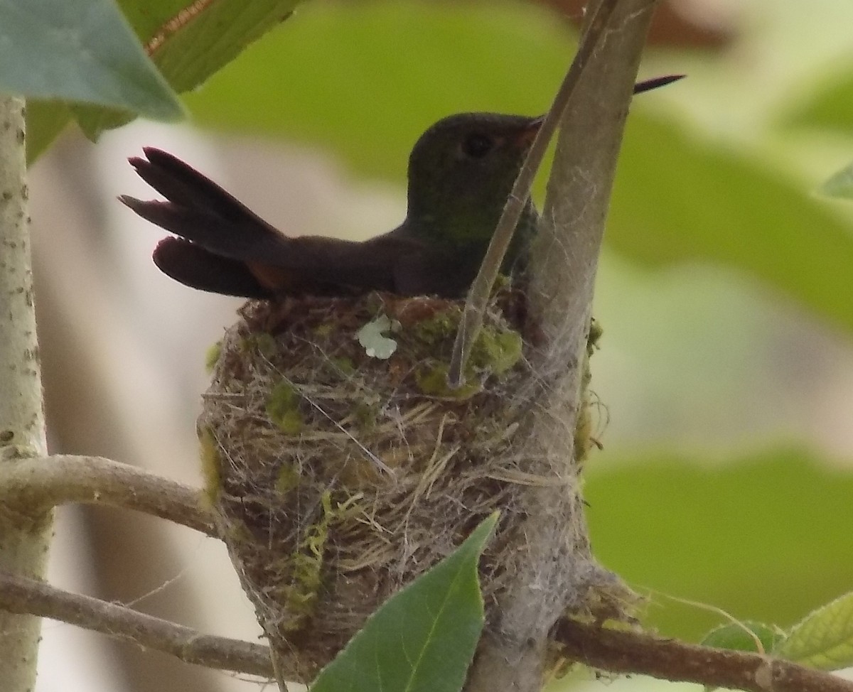 Rufous-tailed Hummingbird - ML49996031