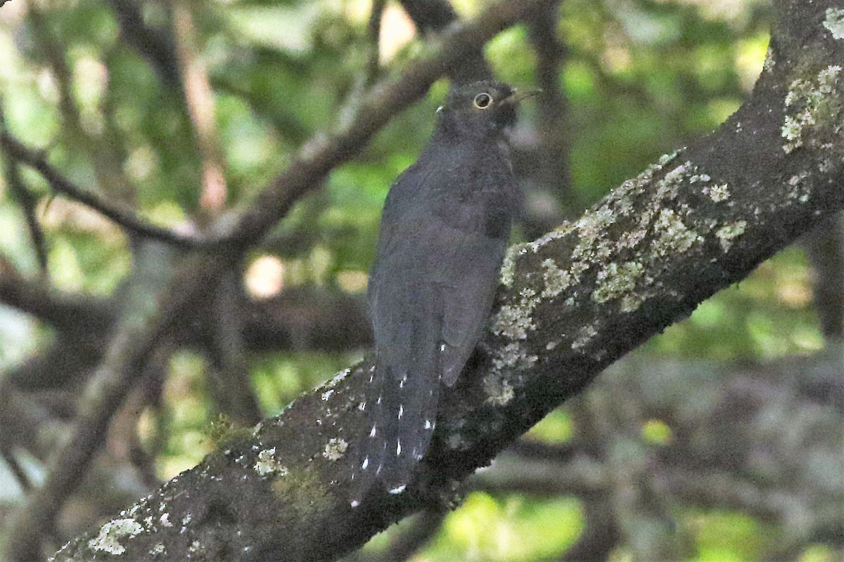 Red-chested Cuckoo - ML499960441