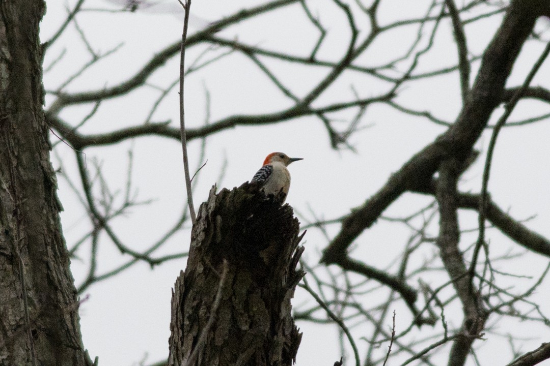 Red-bellied Woodpecker - Colton Robbins