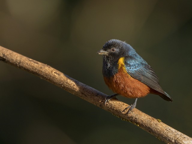 A. Three egg clutch of Chestnut-bellied Euphonia (Euphonia pectoralis)