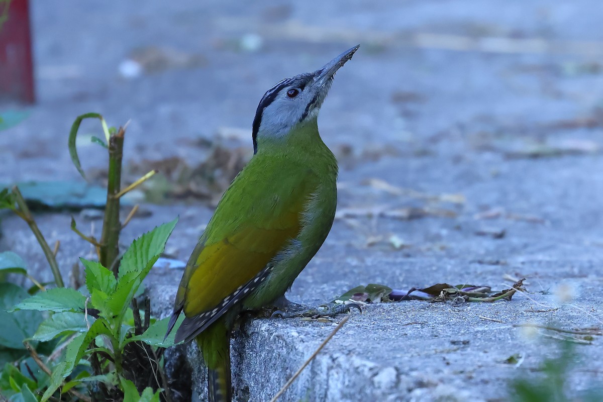 Gray-headed Woodpecker - Kakul Paul