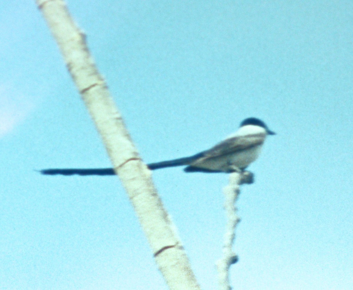 Fork-tailed Flycatcher - ML49996371