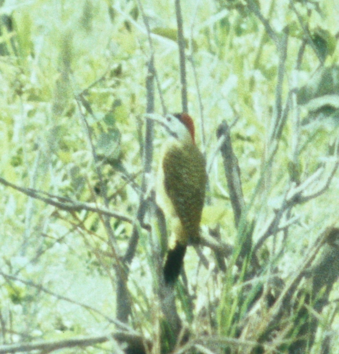 Spot-breasted Woodpecker - Dave Czaplak