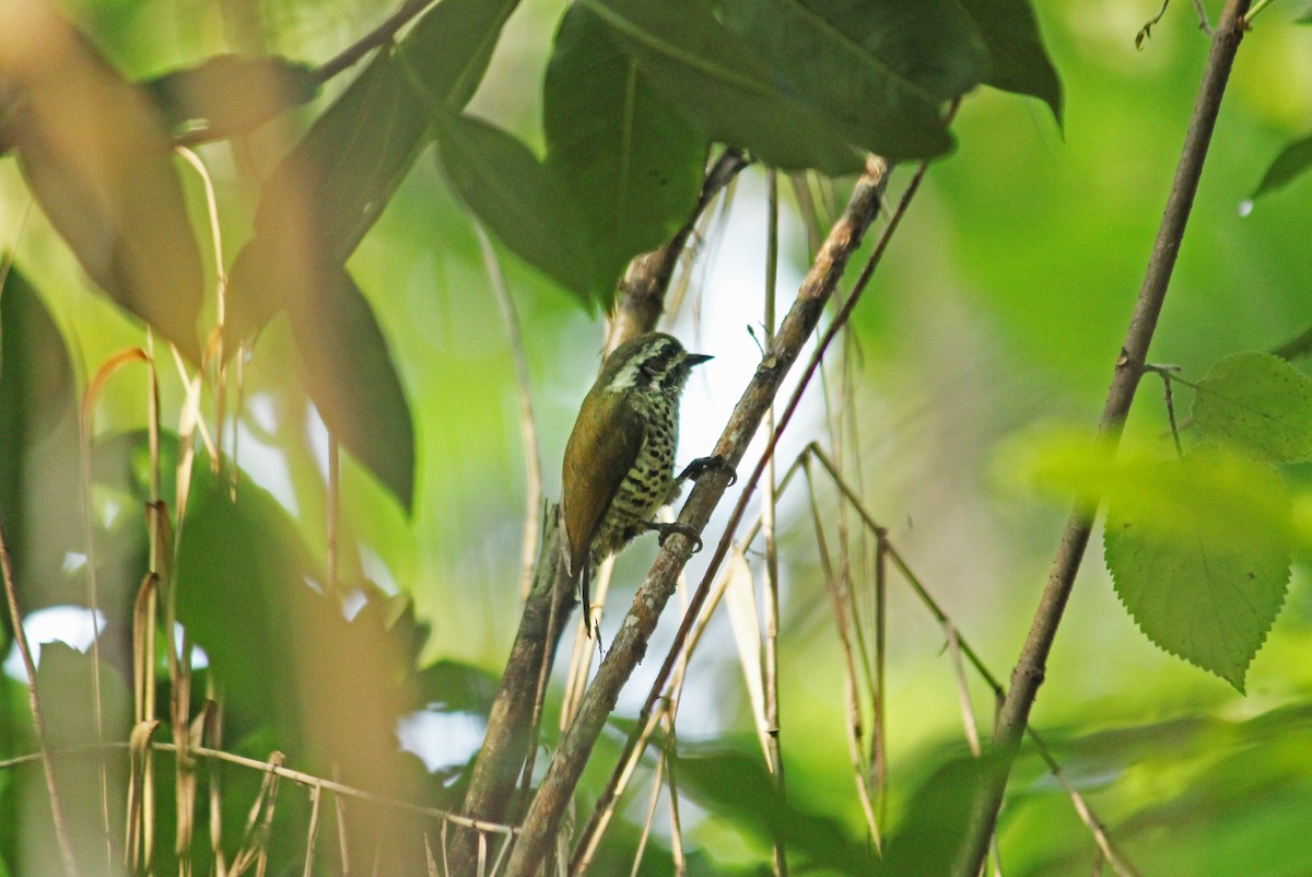 Speckled Piculet - ML499966361