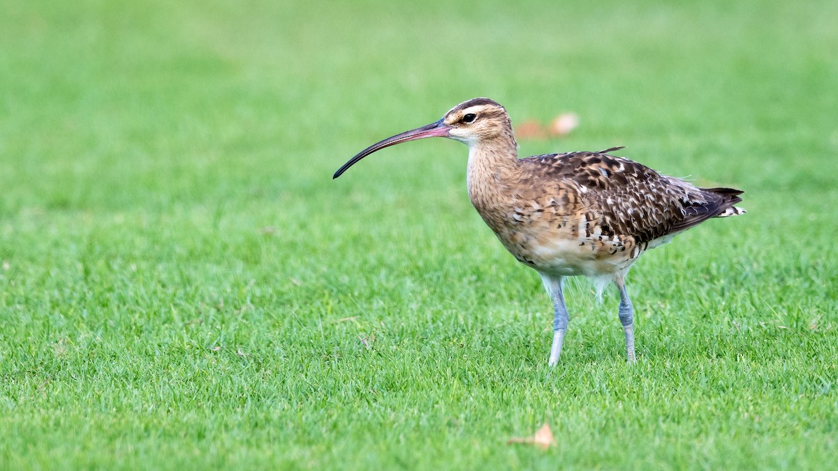 Bristle-thighed Curlew - ML499966891