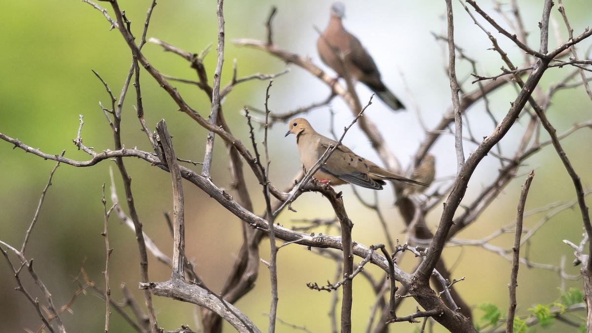 Mourning Dove - Mathurin Malby