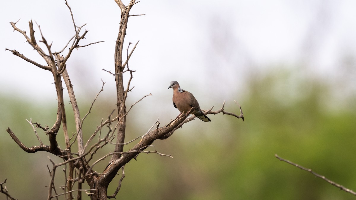 Spotted Dove - ML499967381