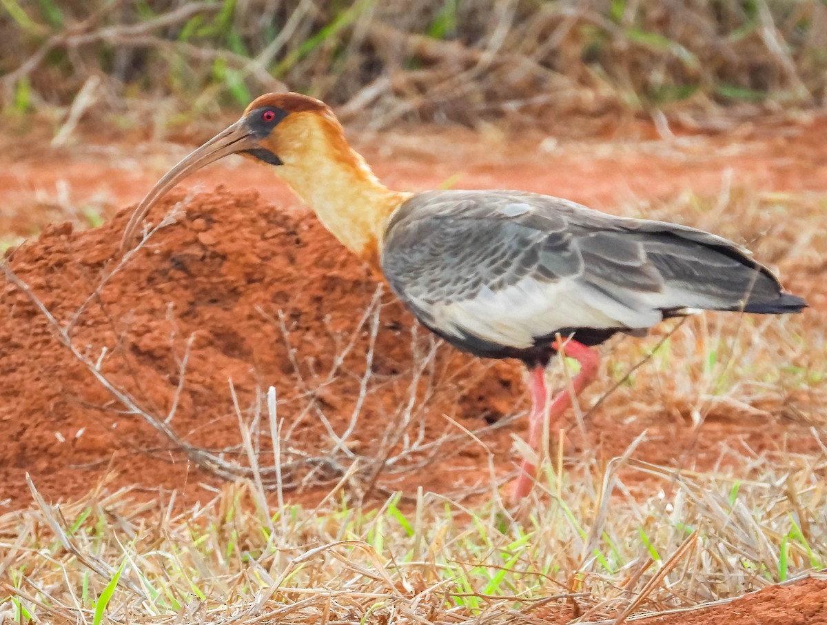 ibis bělokřídlý - ML499970791