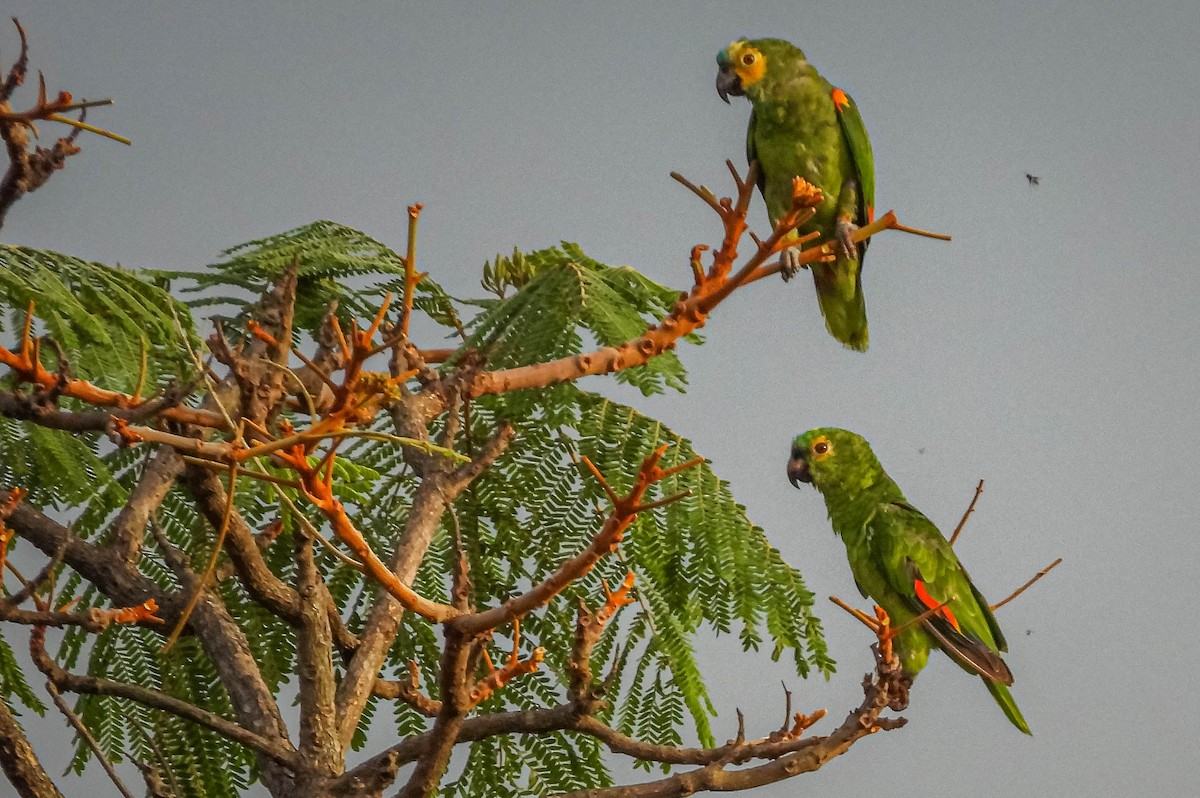 Turquoise-fronted Parrot - José Silvestre Vieira