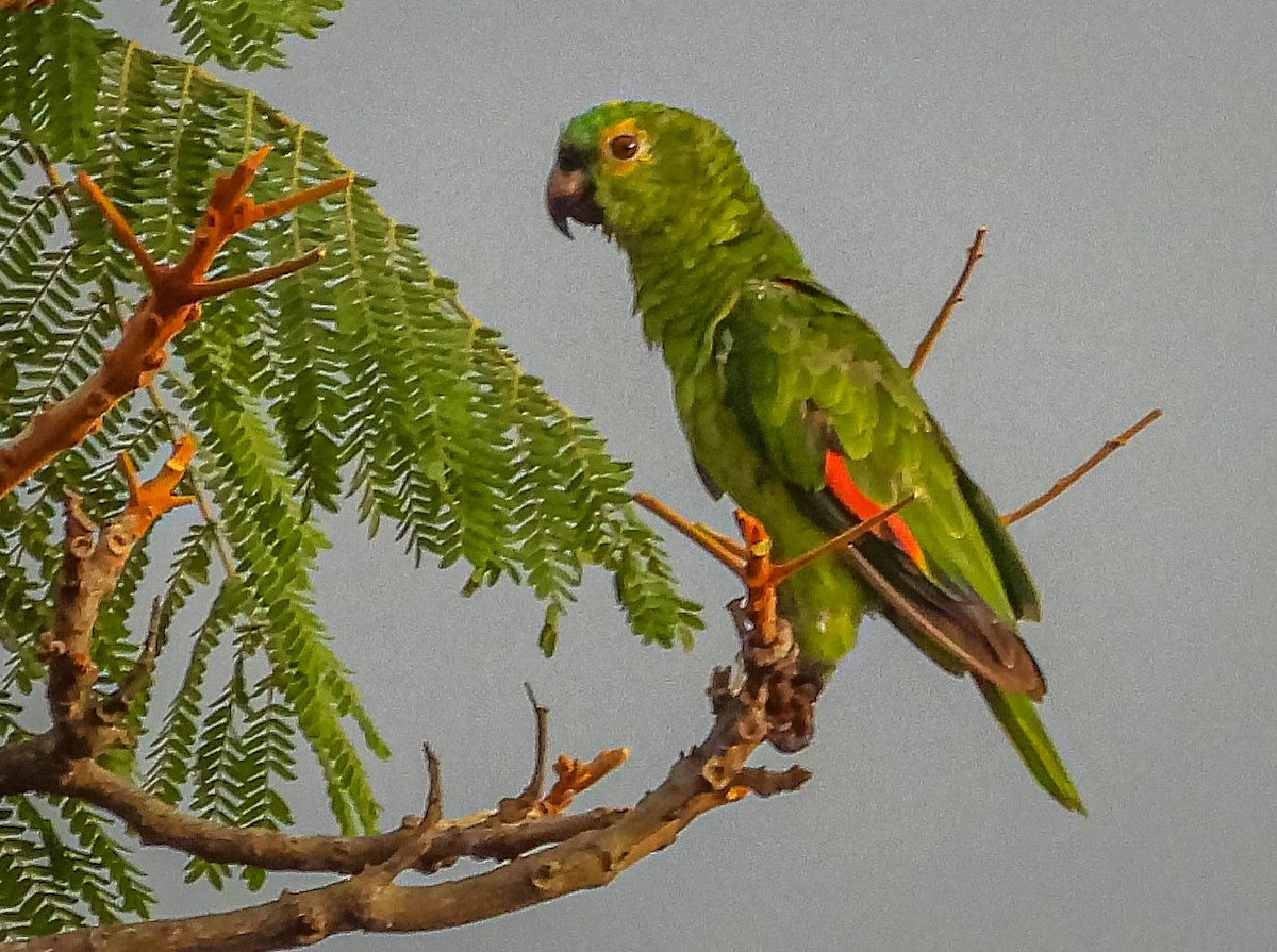 Turquoise-fronted Parrot - ML499971241