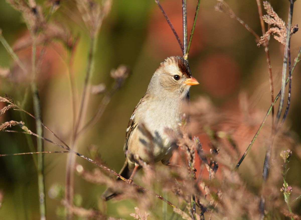White-crowned Sparrow - Ronan Pangie