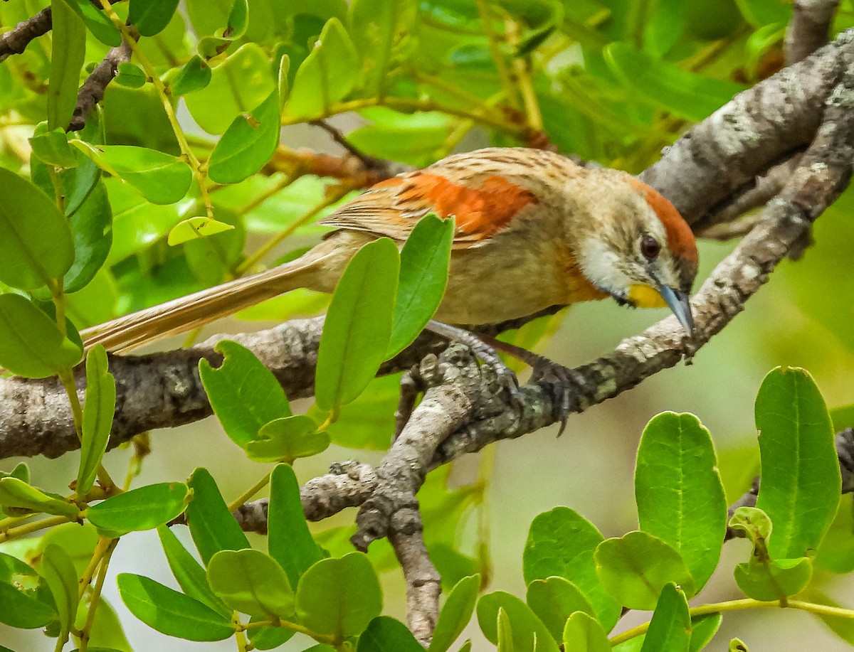 Chotoy Spinetail - ML499971381