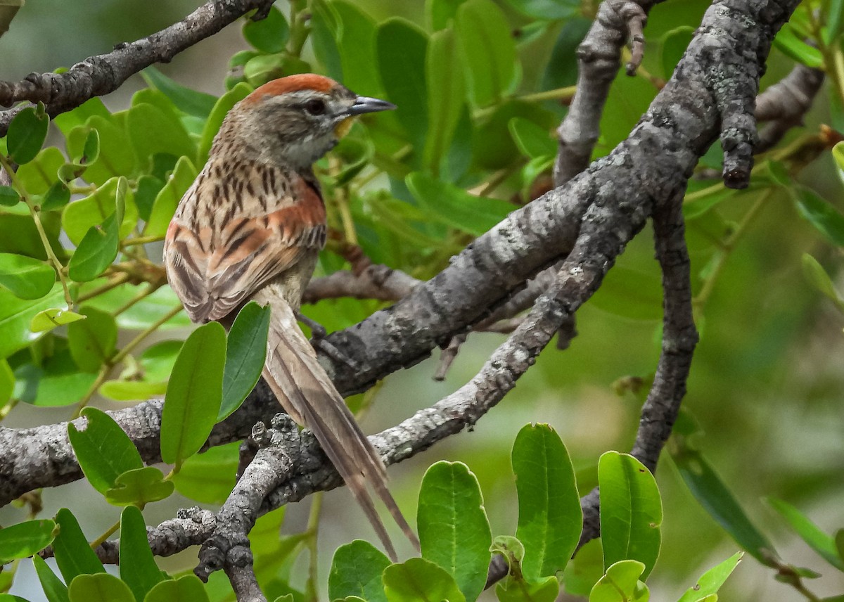 Chotoy Spinetail - ML499971391