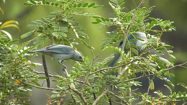 Blue-gray Tanager - ML499973061
