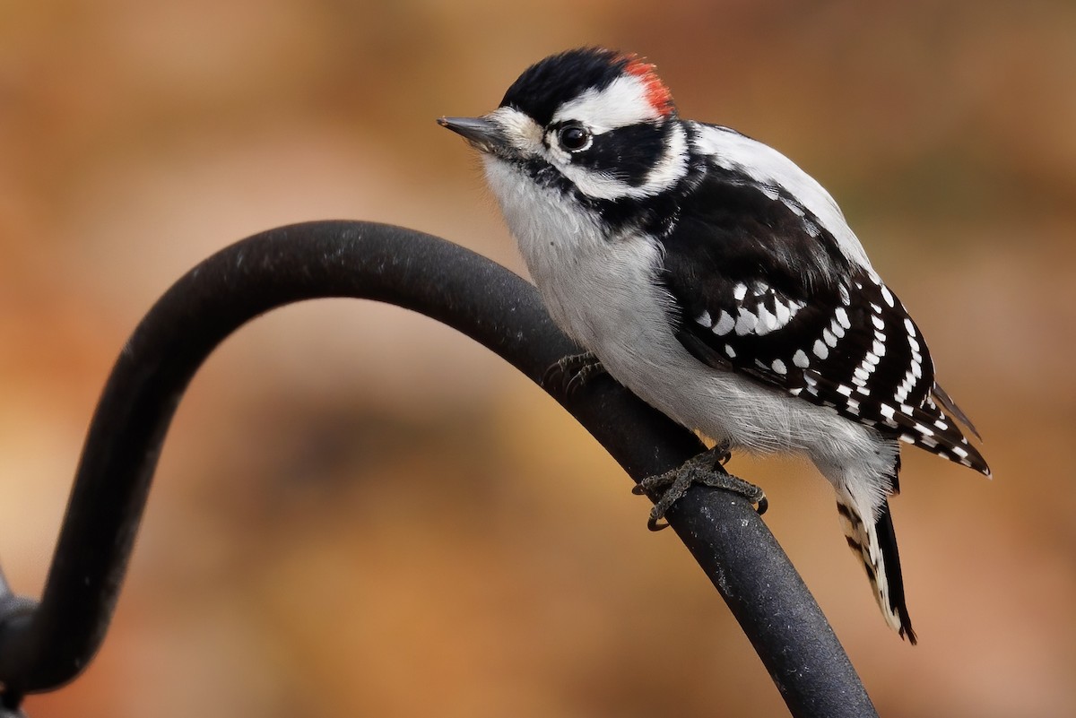 Downy Woodpecker (Eastern) - Matt Felperin
