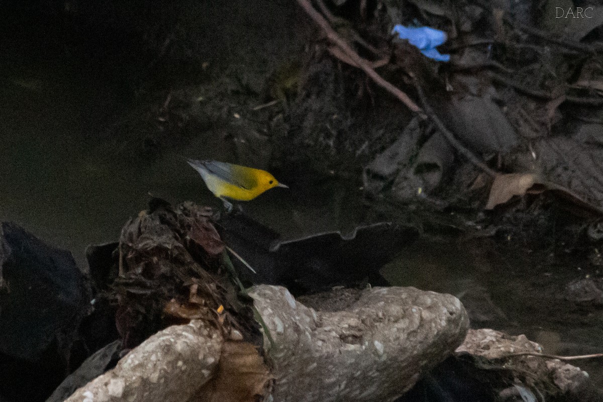 Prothonotary Warbler - ML499977971