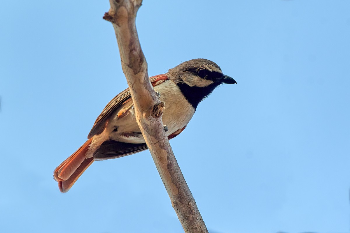 Red-tailed Vanga - Tomáš Grim