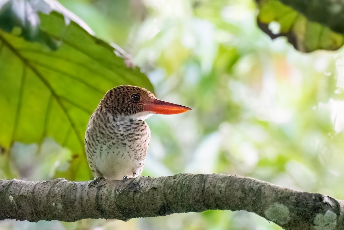 Banded Kingfisher (Black-faced) - ML499981091