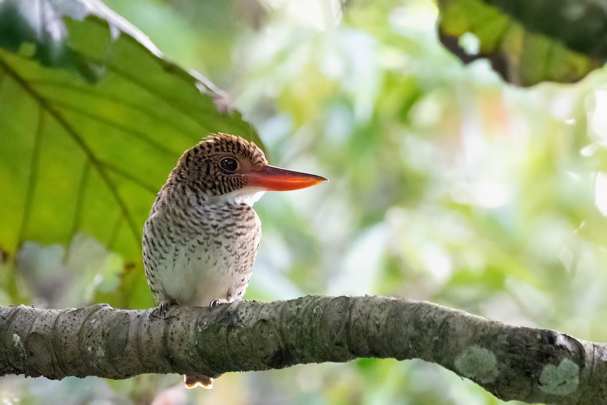 Banded Kingfisher (Black-faced) - ML499981101