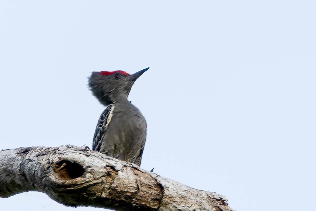 Gray-and-buff Woodpecker (Gray-and-buff) - ML499982831
