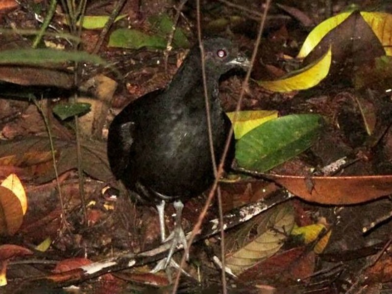 Black Partridge - Untung Sarmawi