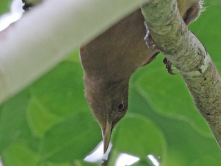 ヤブミツスイ - eBird