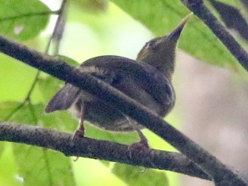 Tawny Straightbill - Timeliopsis griseigula - Birds of the World