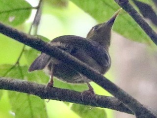  - Joshua Bergmark | Ornis Birding Expeditions - ML499985311