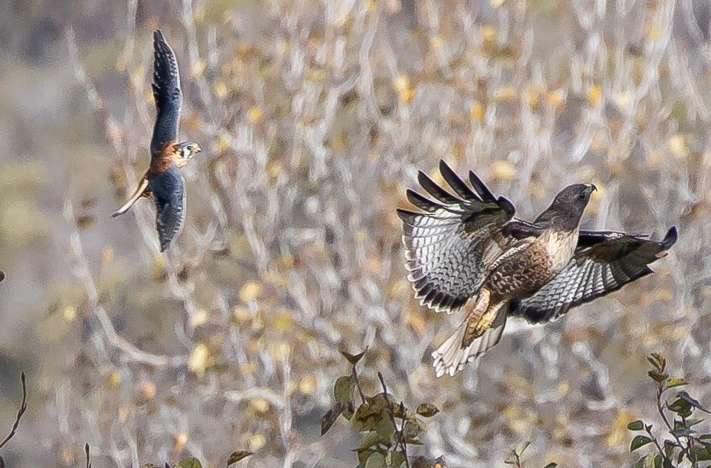 Red-tailed Hawk - Jeffrey Barnum