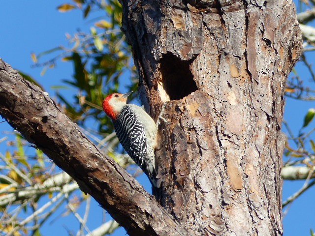 Red-bellied Woodpecker - Ron Smith
