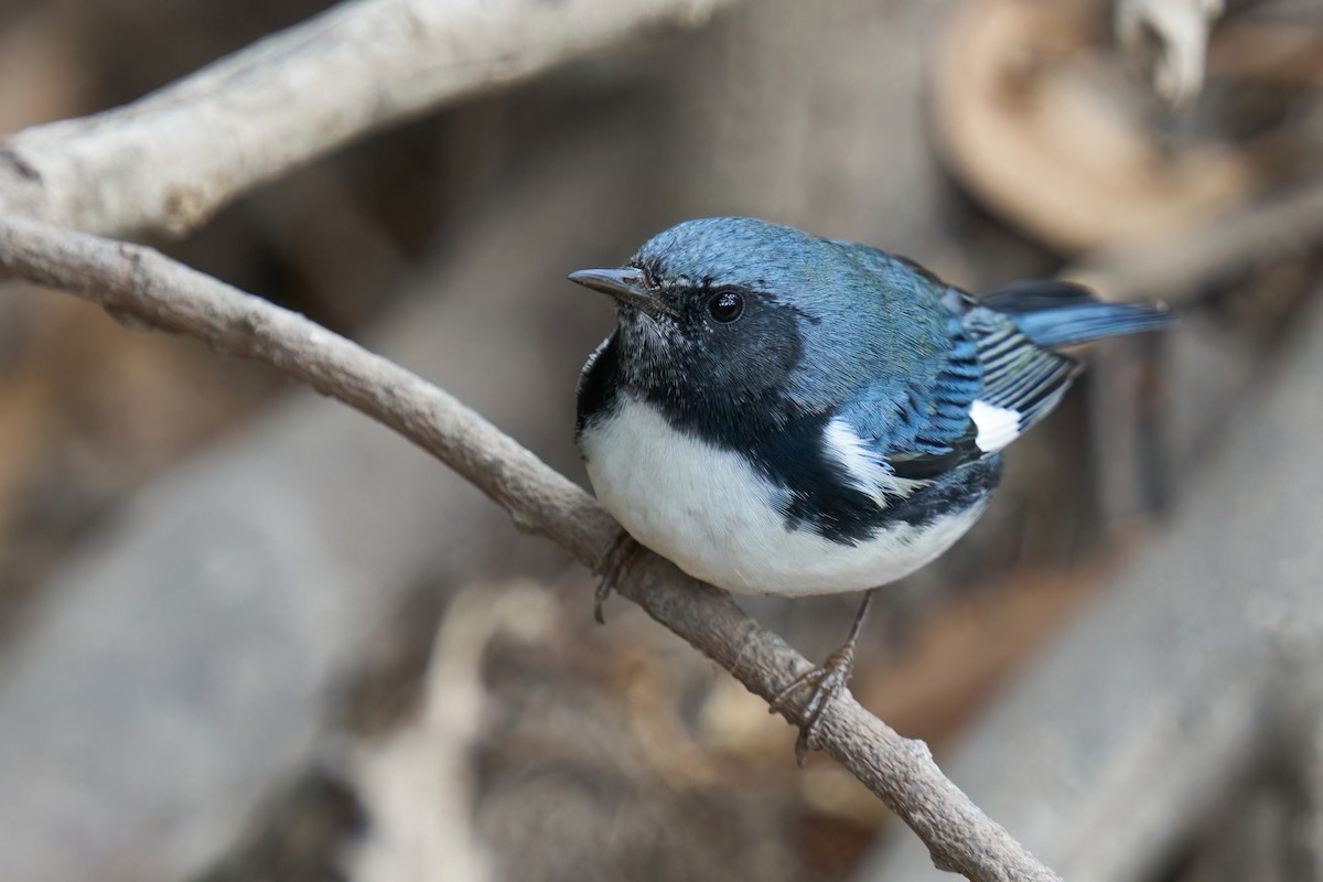 Black-throated Blue Warbler - Grigory Heaton