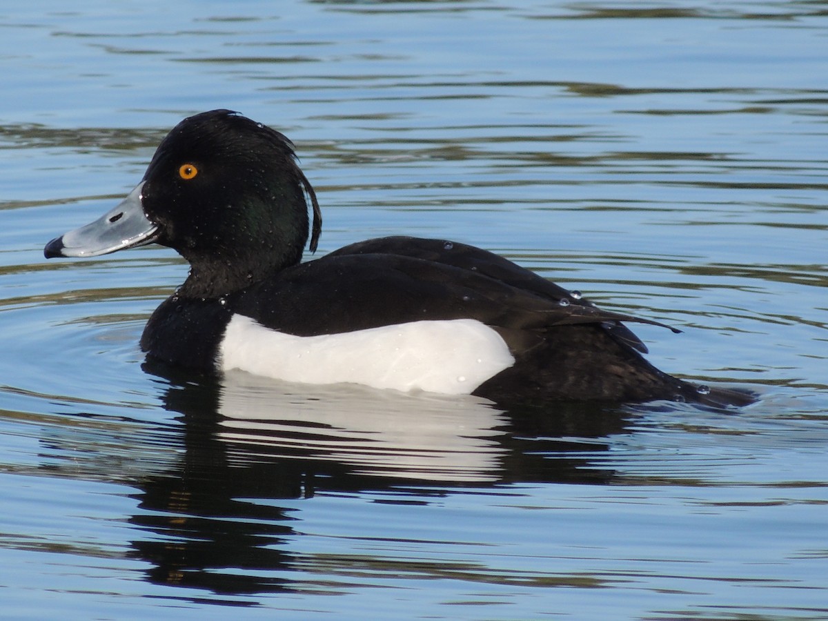 Tufted Duck - ML49999471