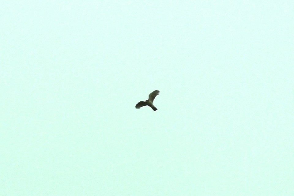 Eurasian Sparrowhawk - ML499995491